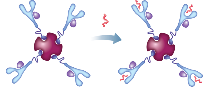 Tetramer Store I Empty Loadable Tetramer I Flexible Bright Fast Delivery